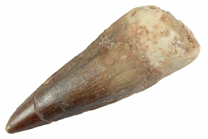 Fossil Spinosaurus Tooth - Real Dinosaur Tooth #368115